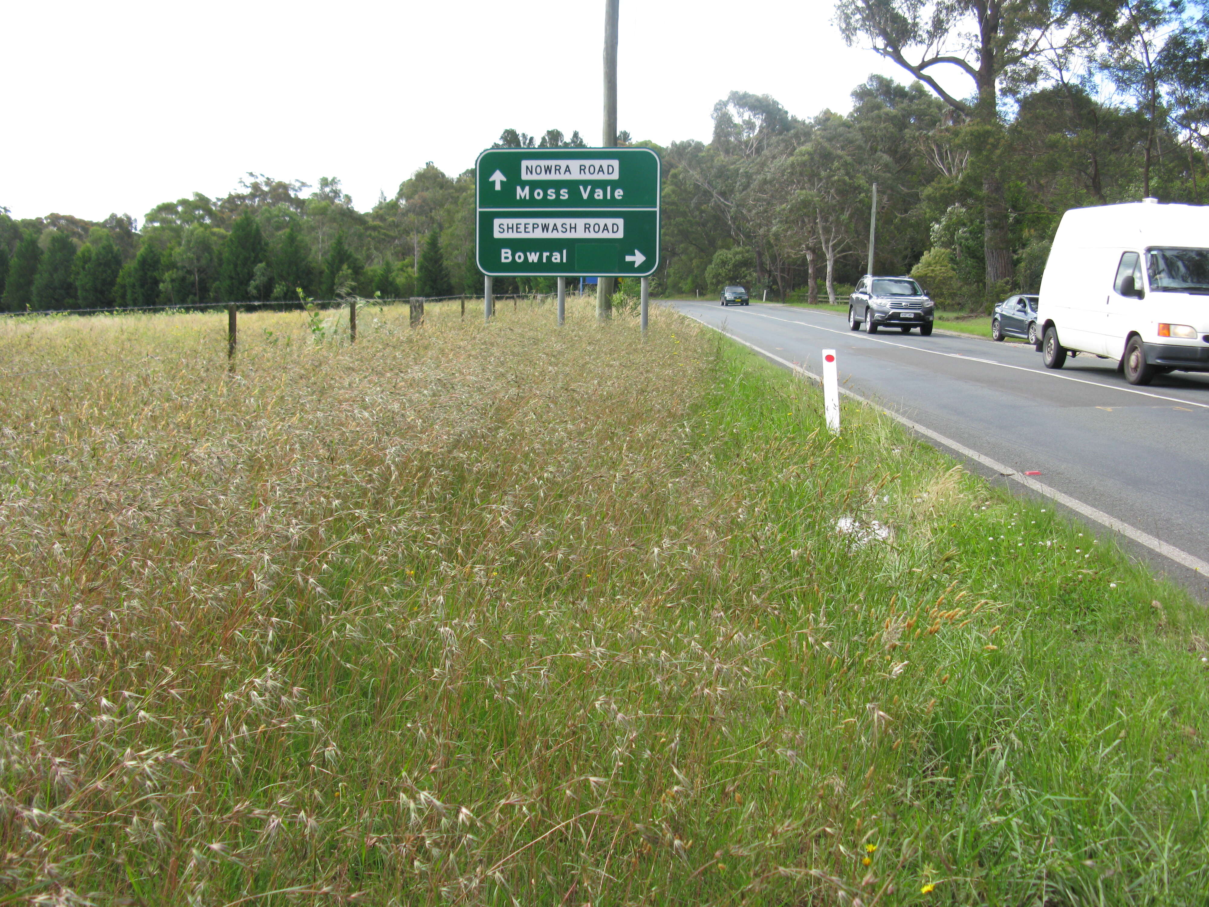 Image of Red grass