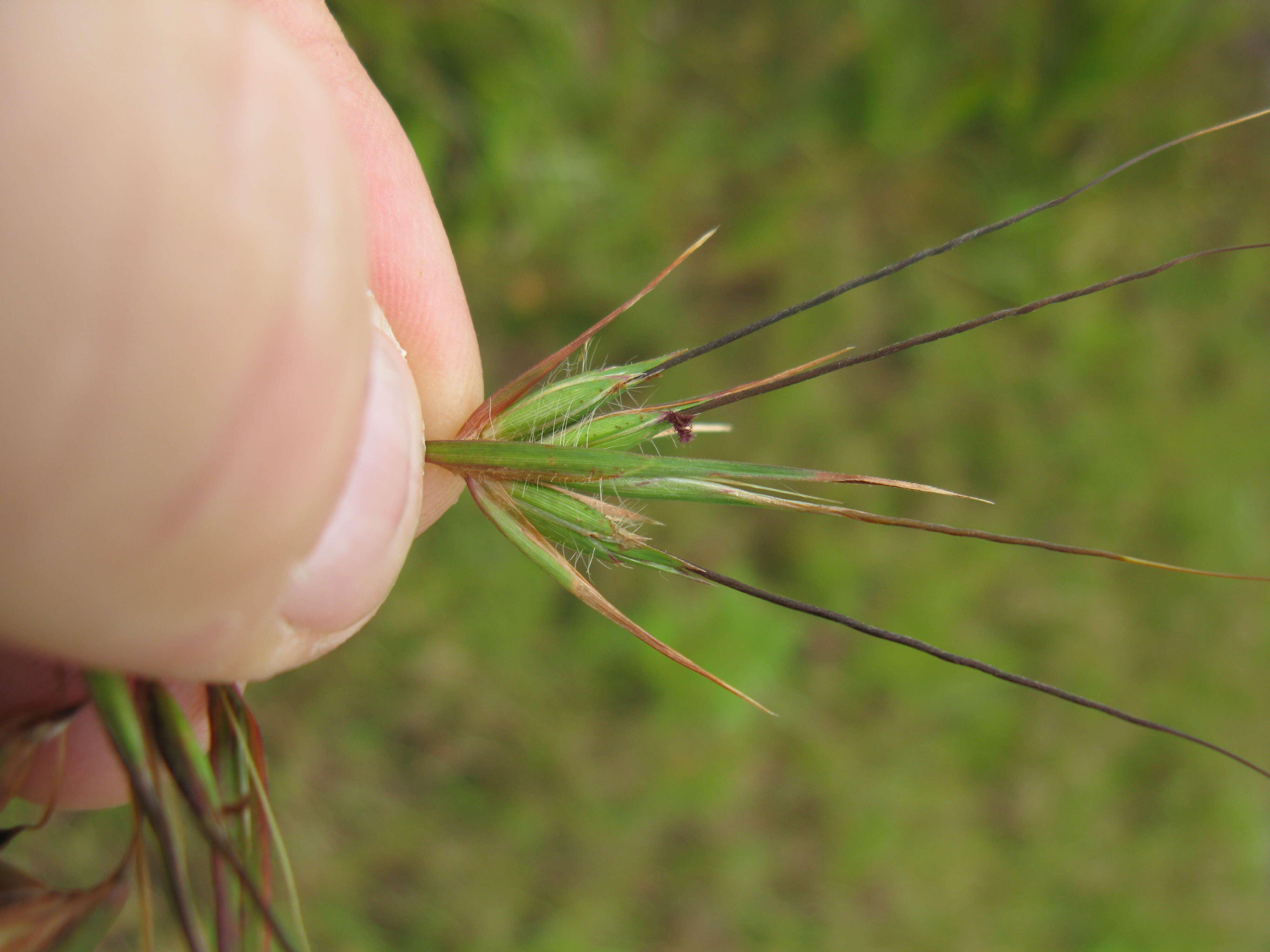 Image of Red grass