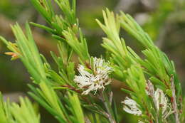 Sivun Melaleuca ericifolia Sm. kuva