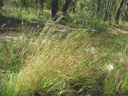 Image of Red grass