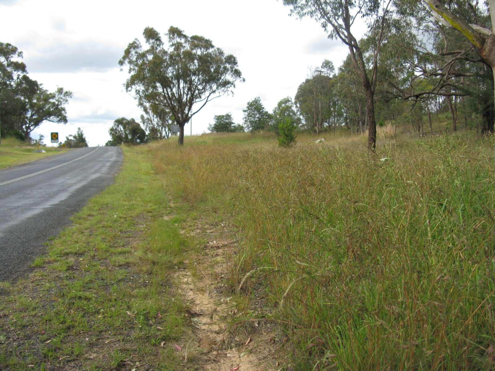 Image of Red grass