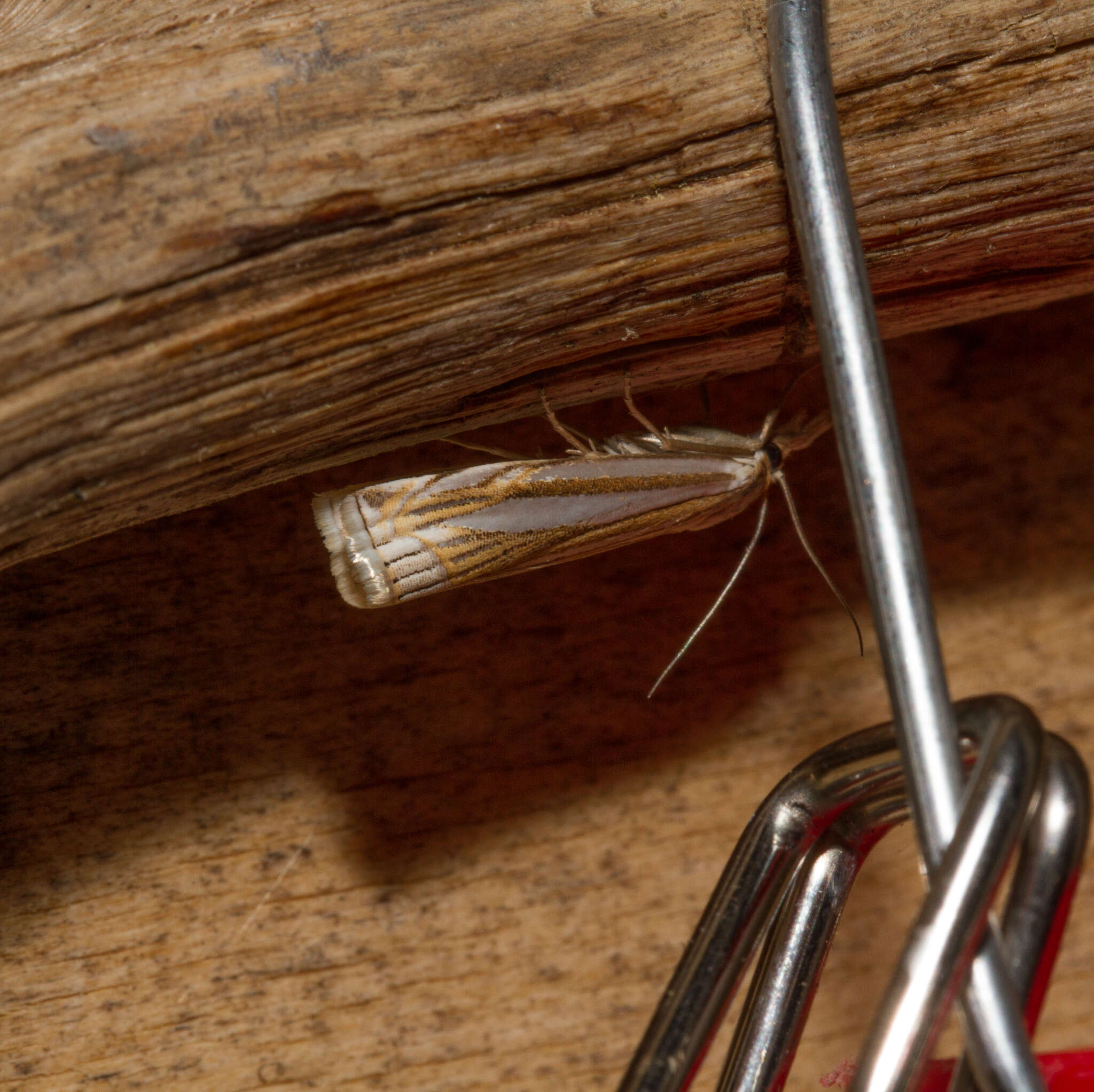 Image of Eastern Grass-veneer