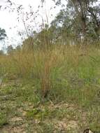 Image of Red grass