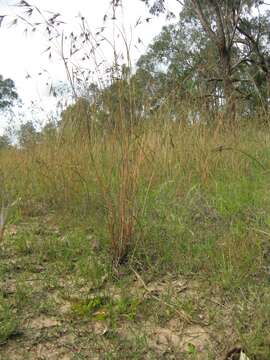 Plancia ëd Themeda triandra Forssk.