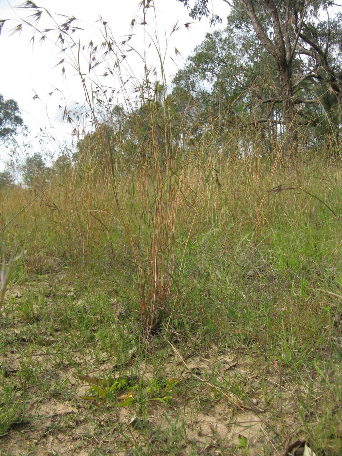 Image of Red grass