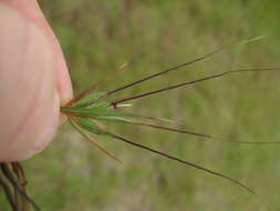 Image of Red grass