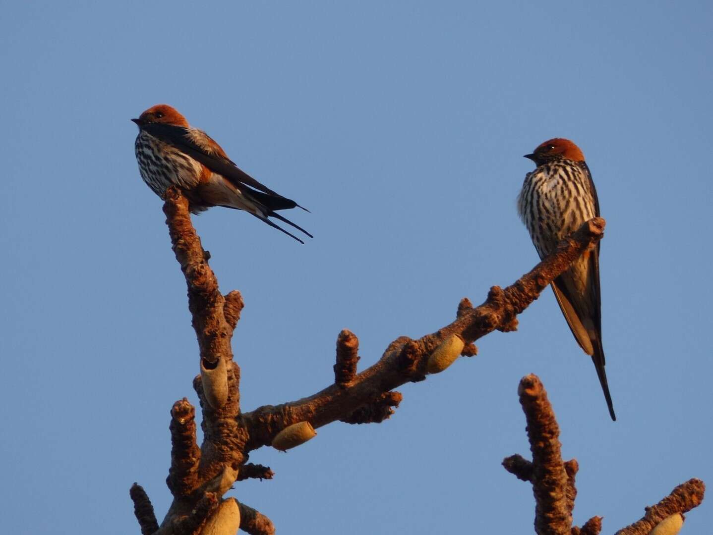 Image of Lesser Striped Swallow