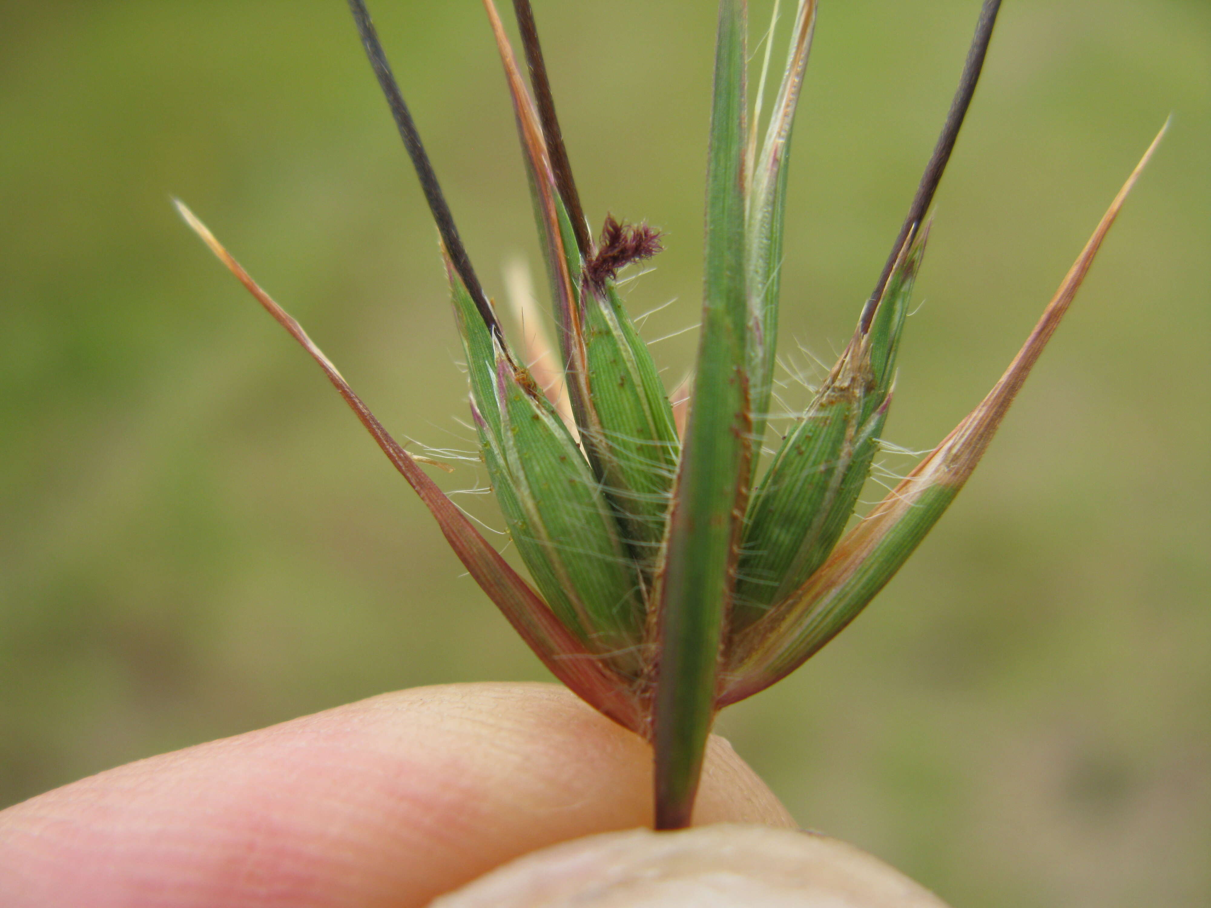 Image of Red grass