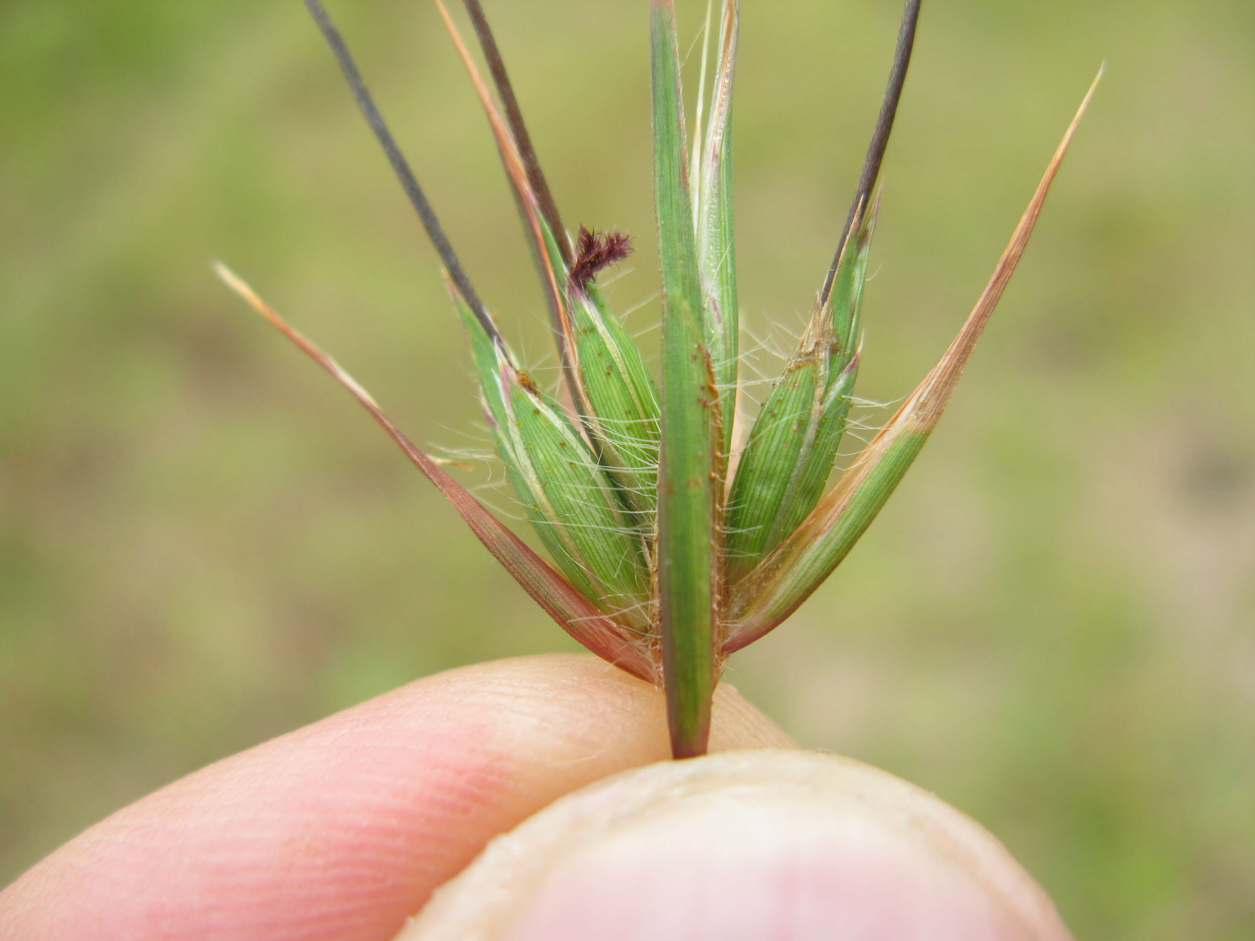 Image of Red grass