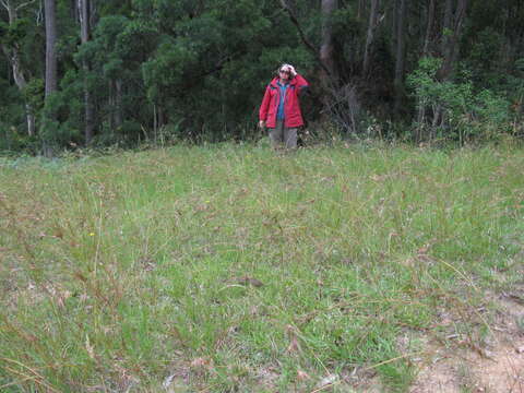 Plancia ëd Themeda triandra Forssk.