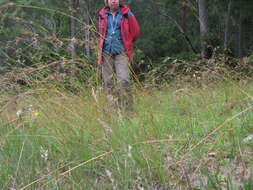 Image of Red grass