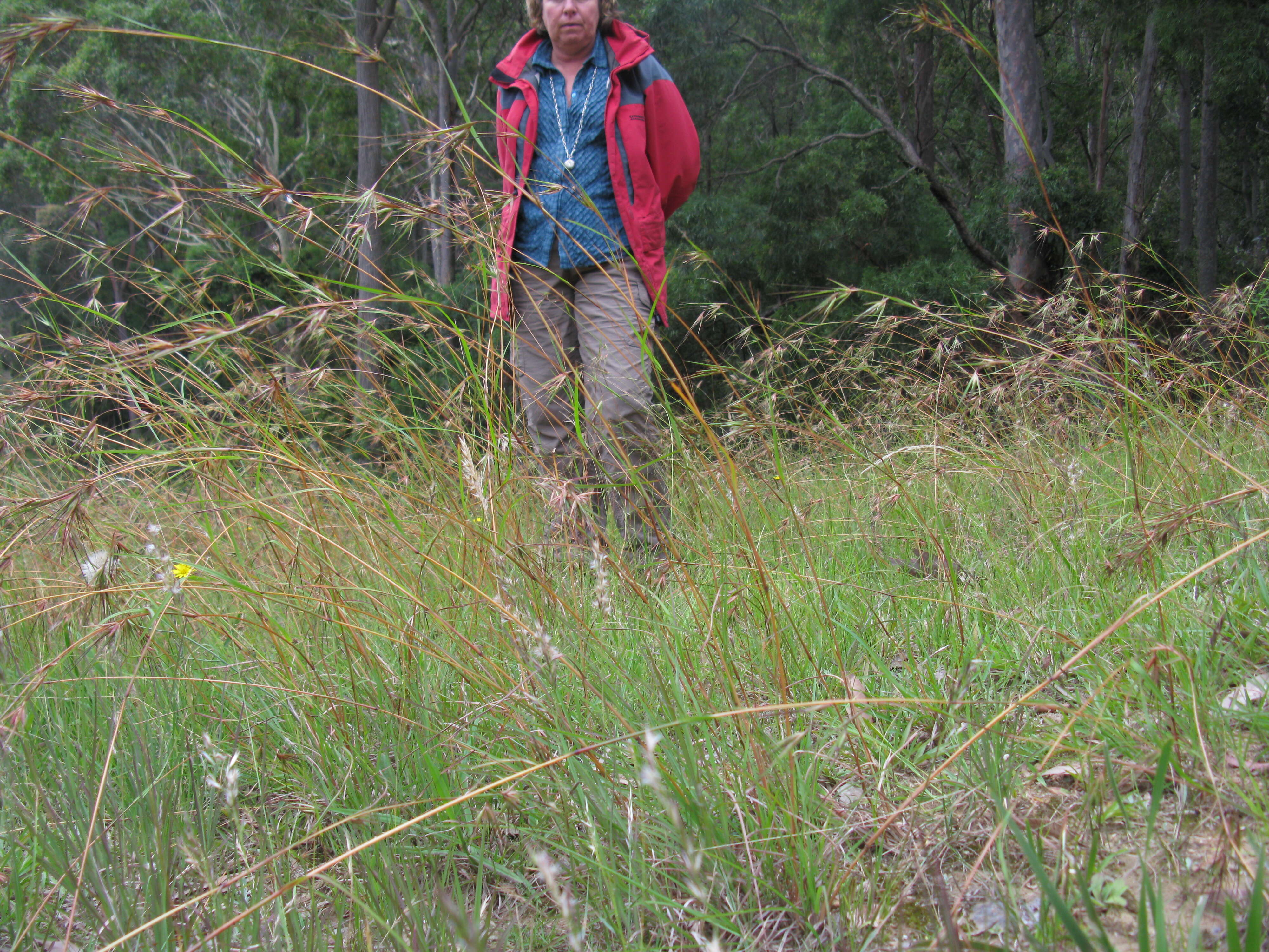 Image of Red grass