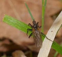 Image of Empis tessellata Fabricius 1794