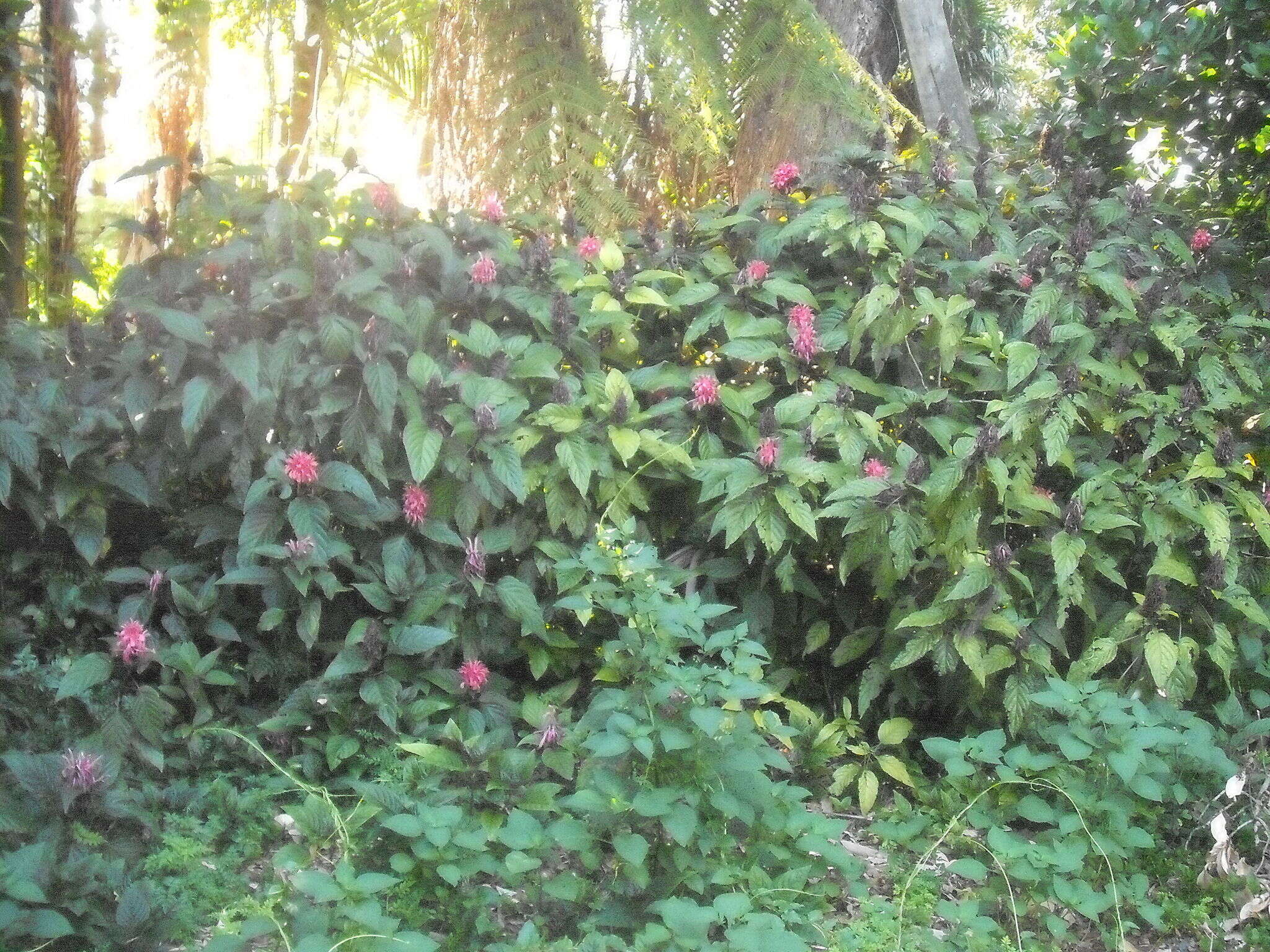 Image of Brazilian-plume