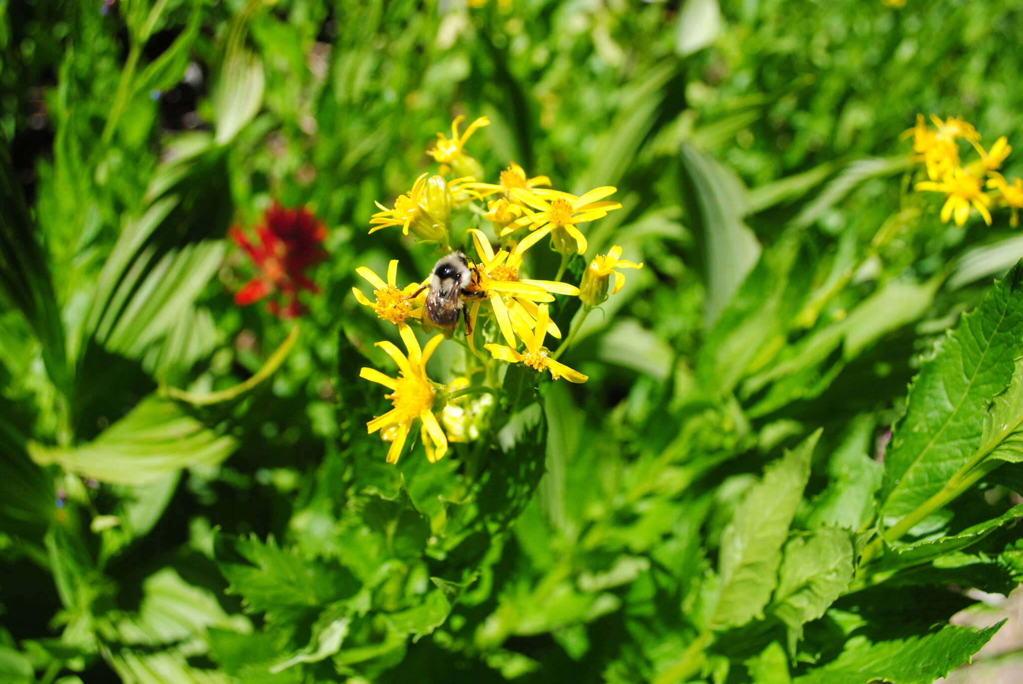 Image of Two Form Bumble Bee