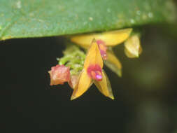 Image of Lepanthes eros Luer & R. Escobar