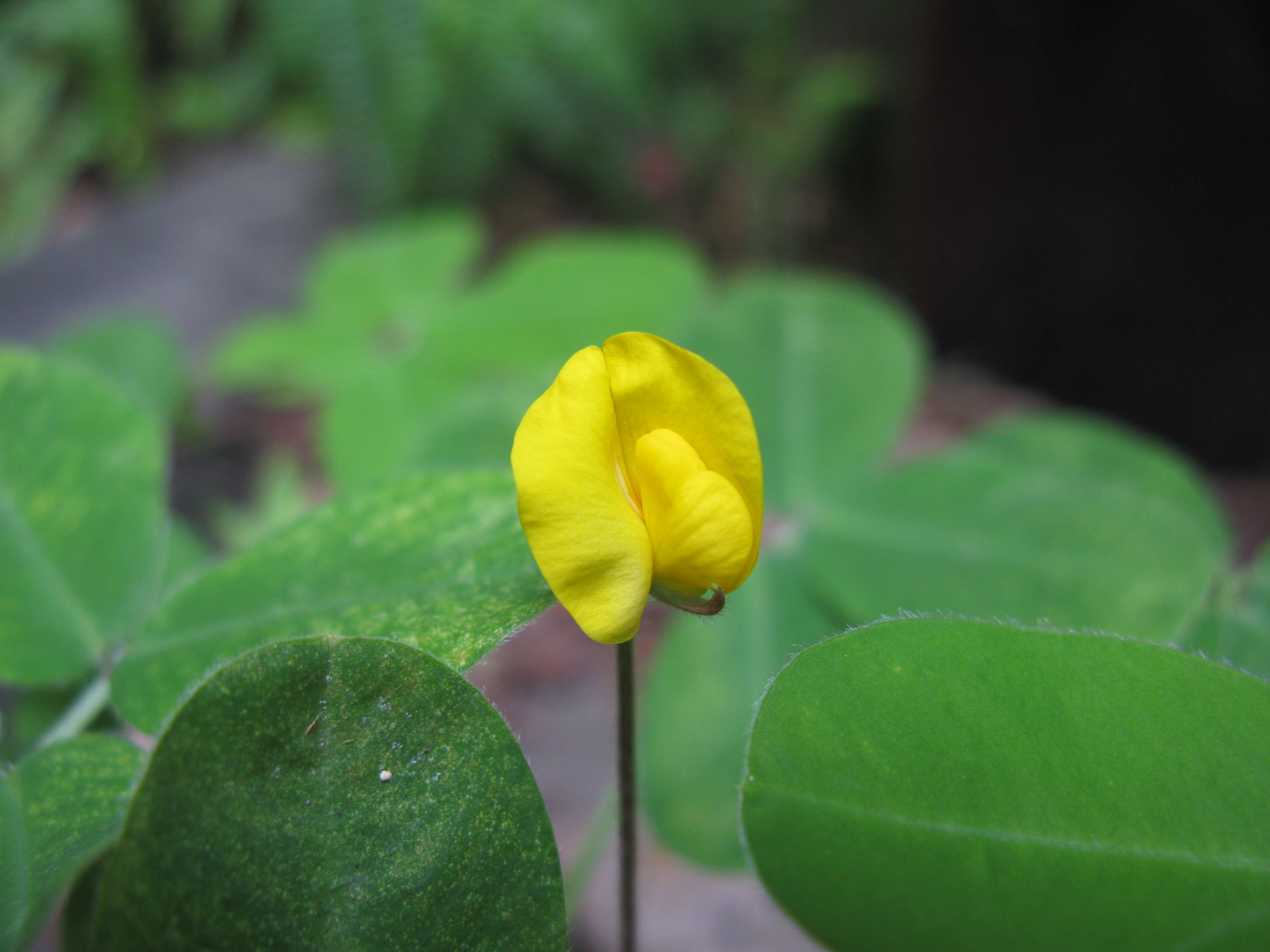 Plancia ëd Arachis pintoi Krapov. & W. C. Greg.