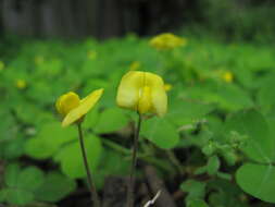 Image of pinto peanut