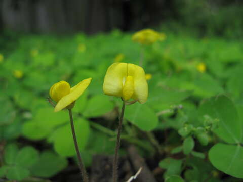 Plancia ëd Arachis pintoi Krapov. & W. C. Greg.