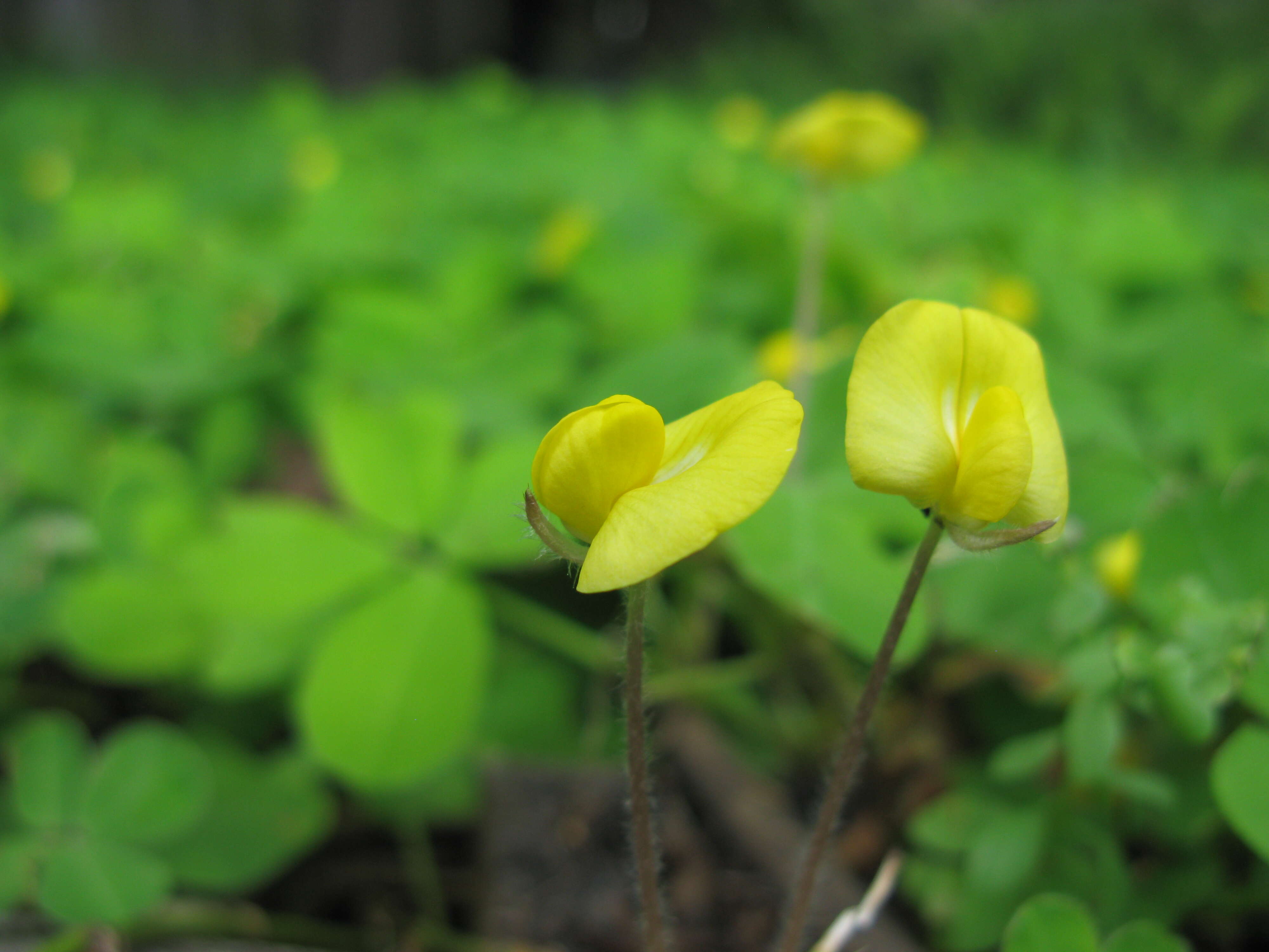 Plancia ëd Arachis pintoi Krapov. & W. C. Greg.