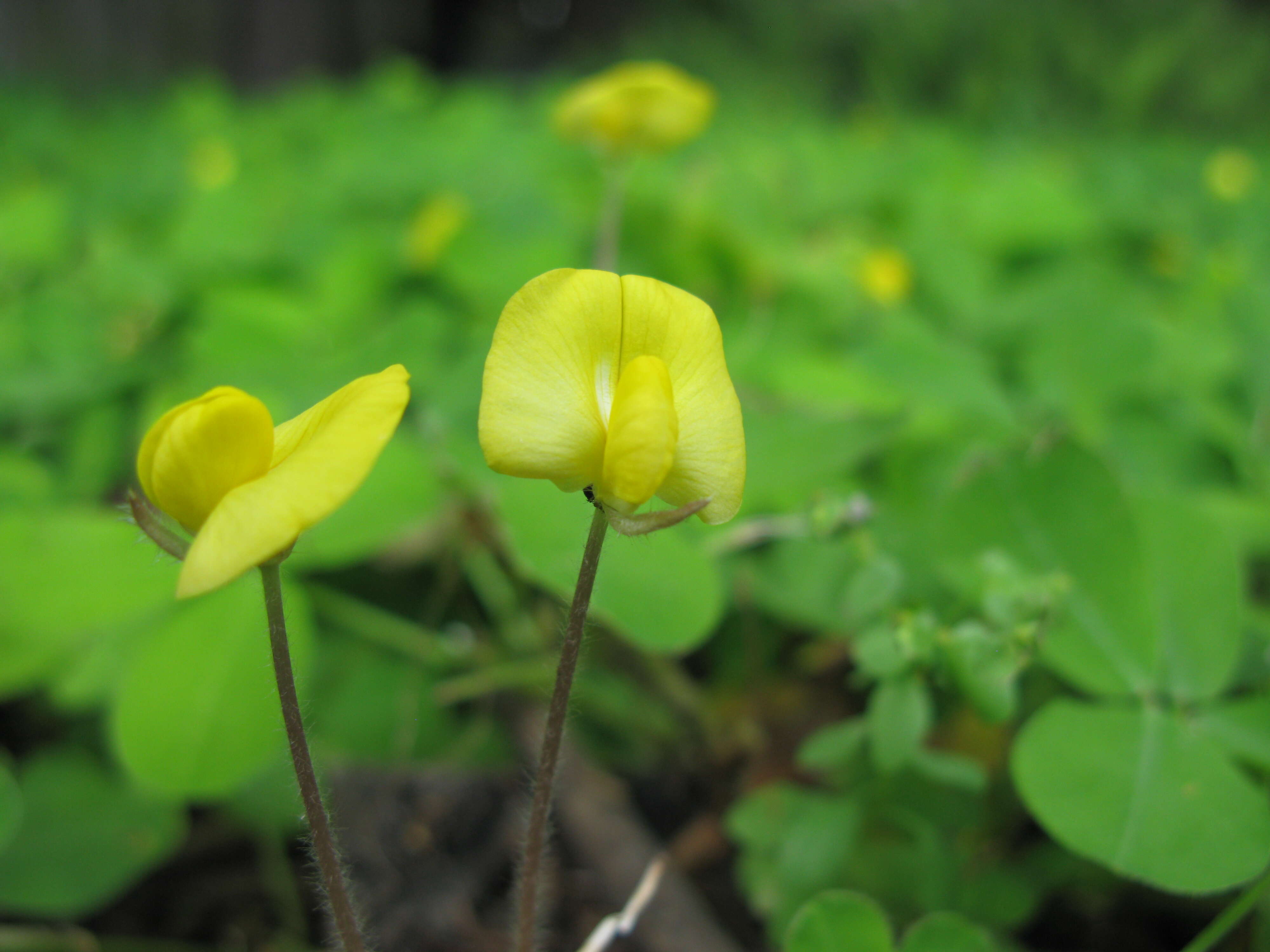 Plancia ëd Arachis pintoi Krapov. & W. C. Greg.