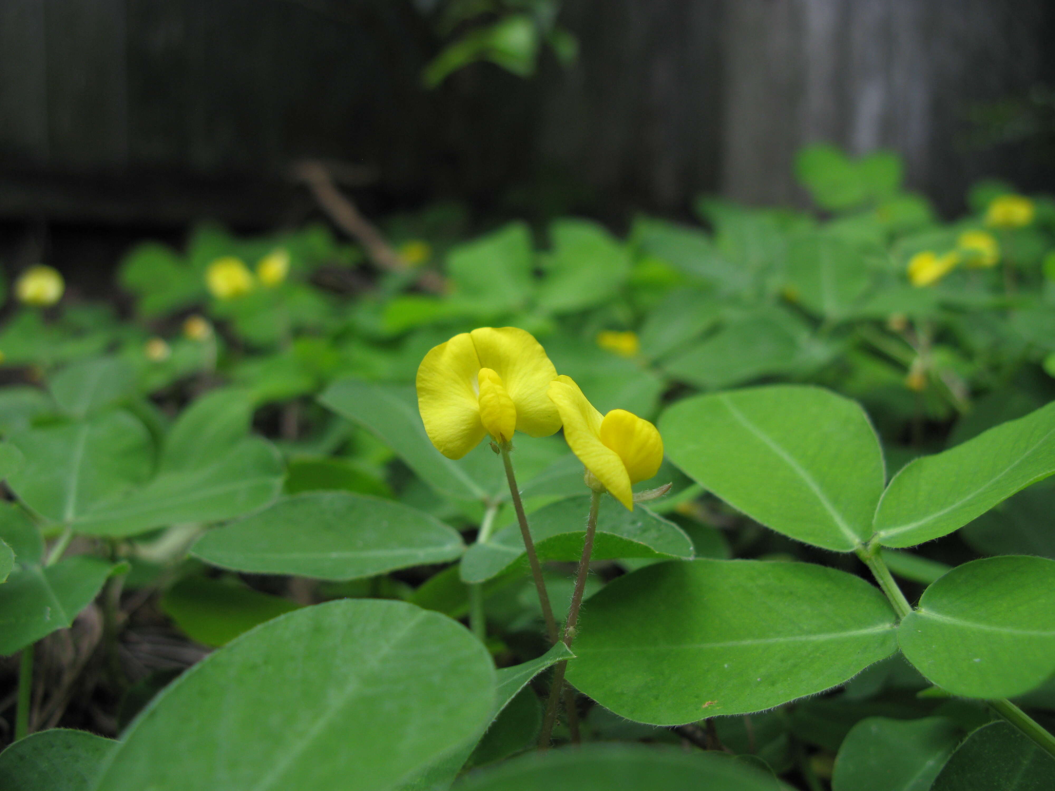 Plancia ëd Arachis pintoi Krapov. & W. C. Greg.