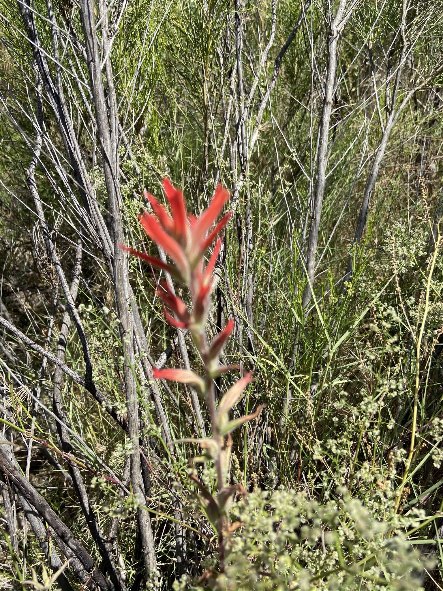 Слика од Castilleja subinclusa var. jepsonii (Bacig. & Heckard) J. M. Egger