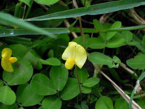 Plancia ëd Arachis pintoi Krapov. & W. C. Greg.