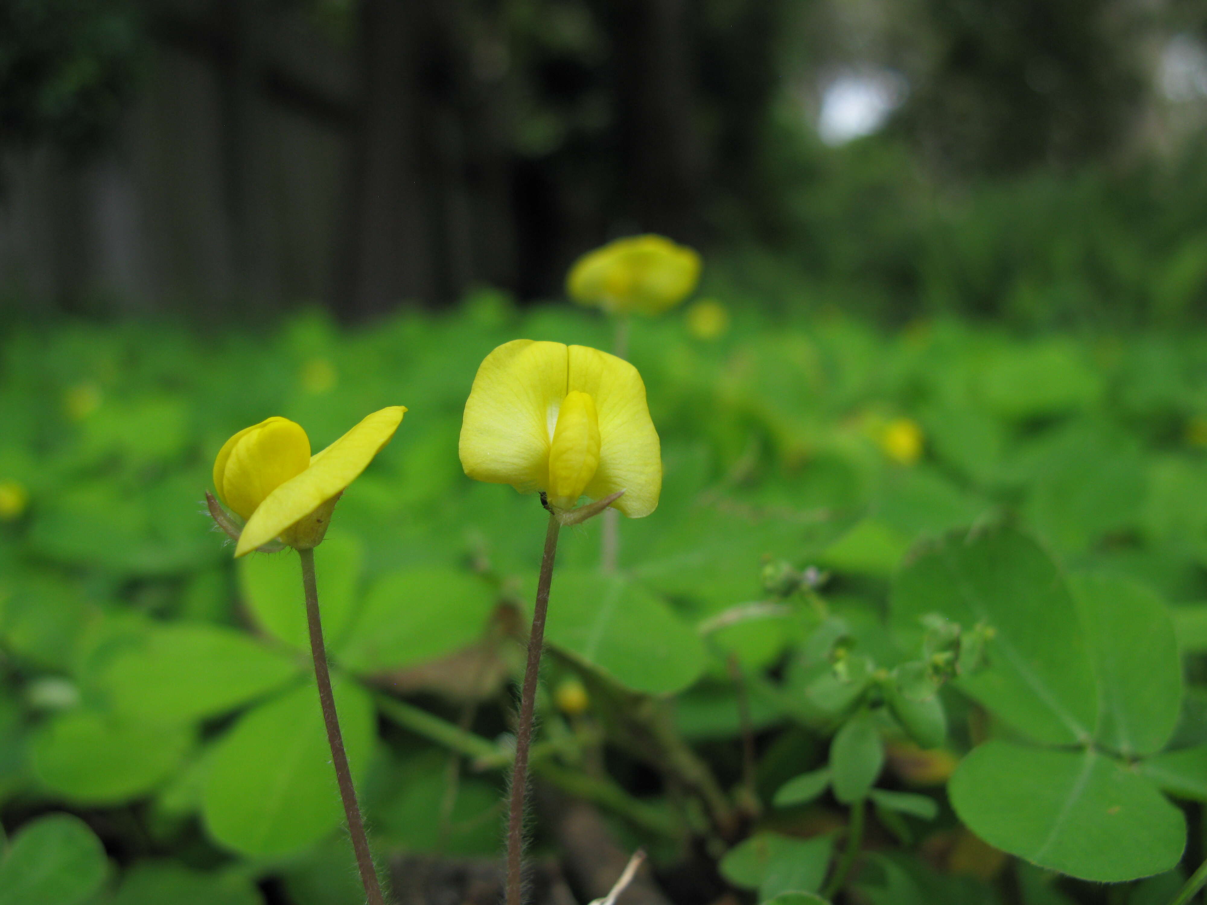 Plancia ëd Arachis pintoi Krapov. & W. C. Greg.