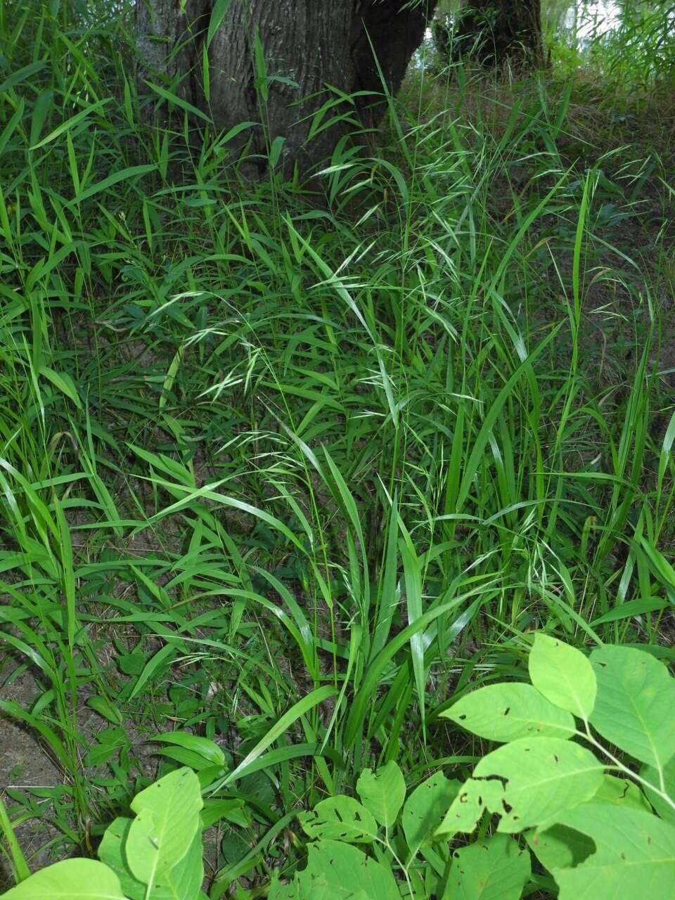 Image of Nottoway Valley brome