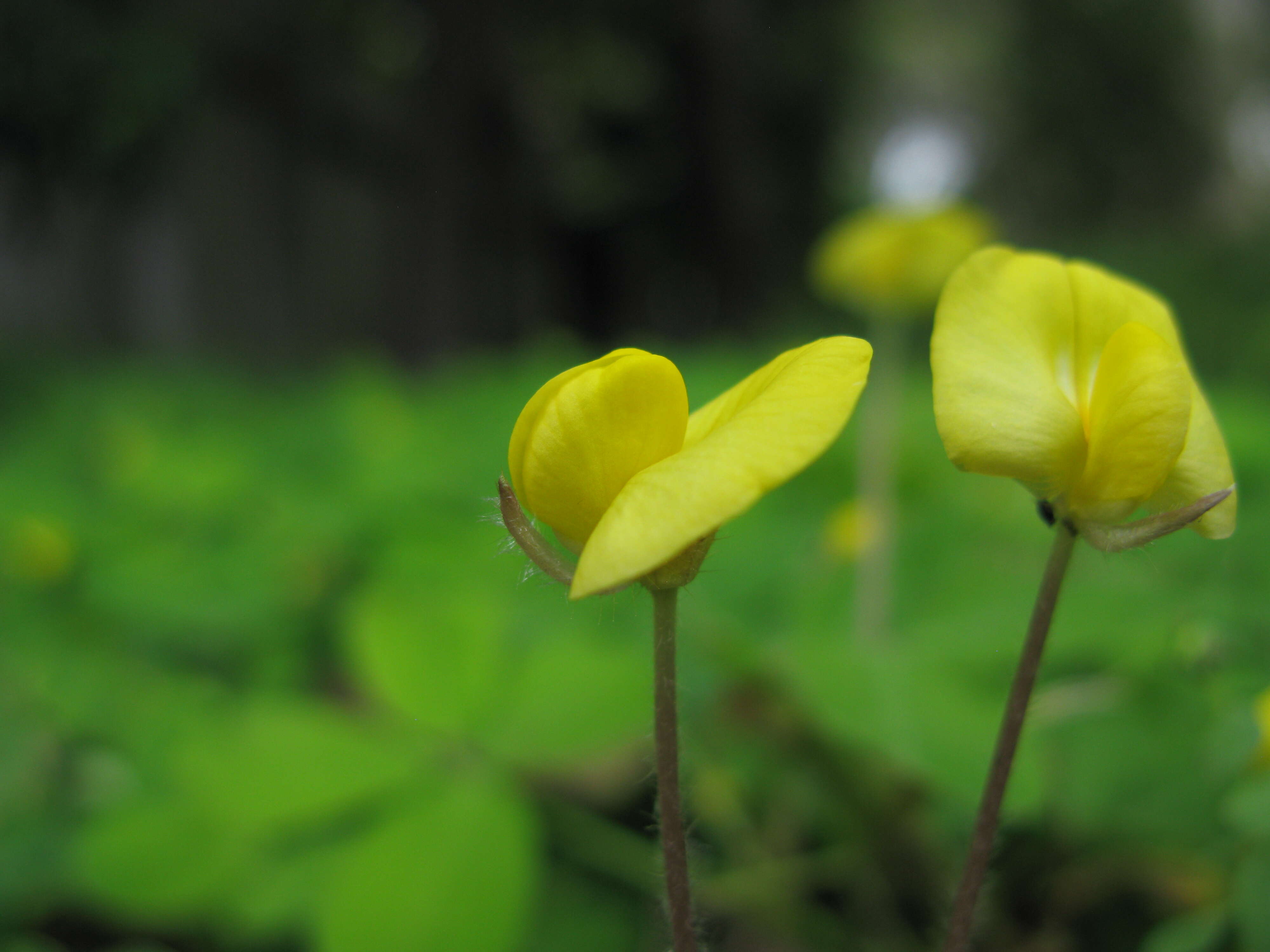 Plancia ëd Arachis pintoi Krapov. & W. C. Greg.