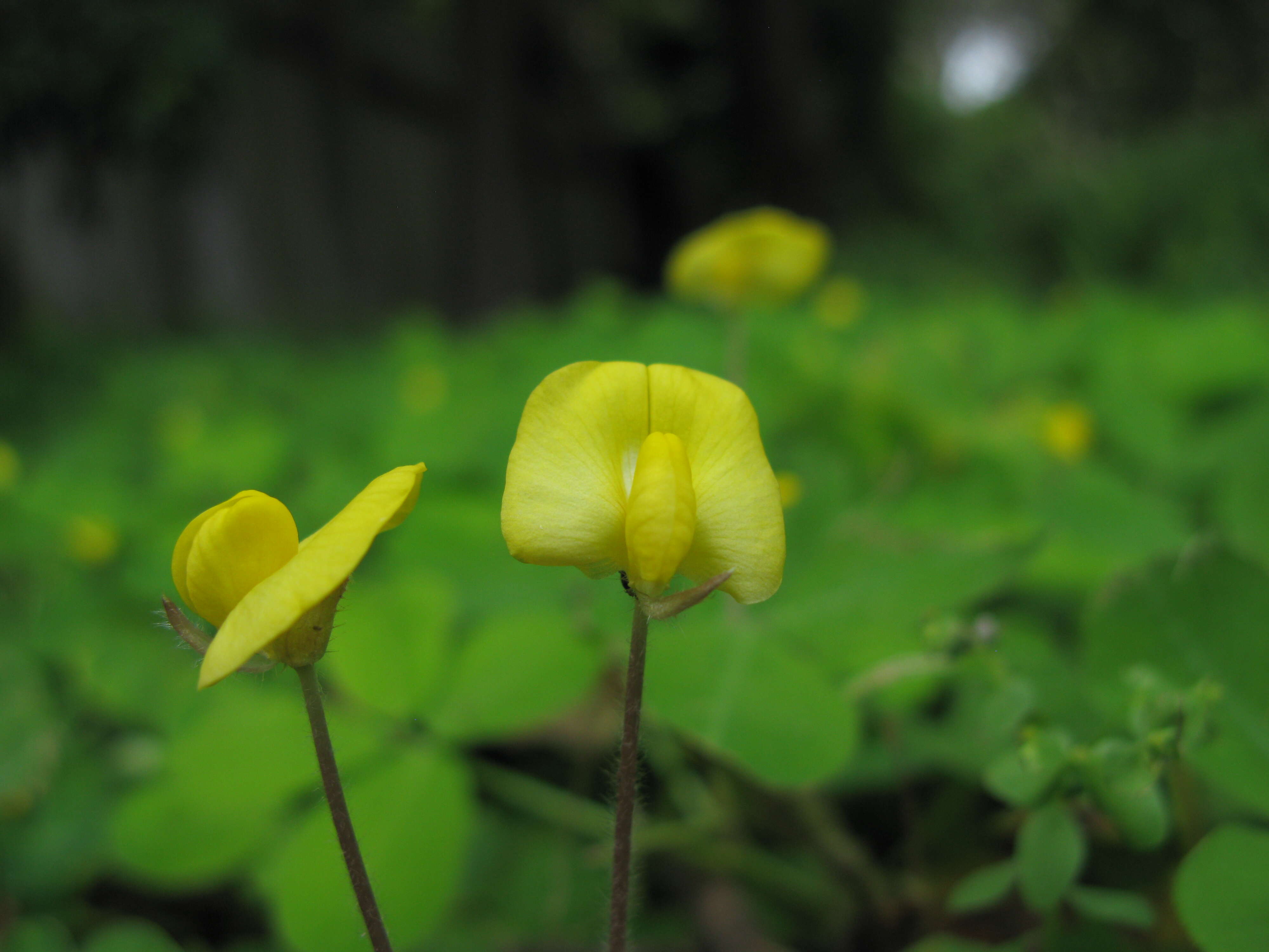 Plancia ëd Arachis pintoi Krapov. & W. C. Greg.