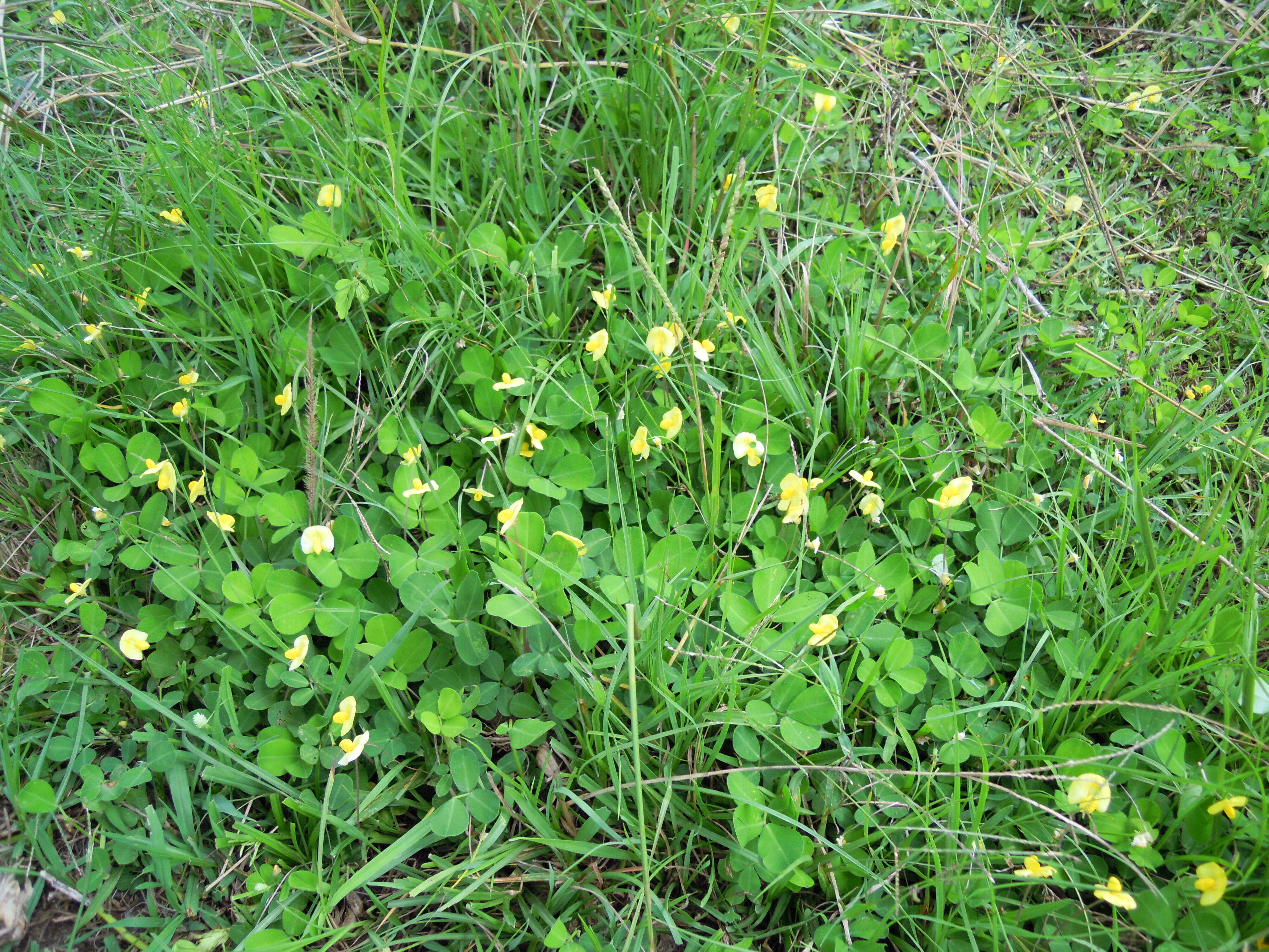 Image of pinto peanut