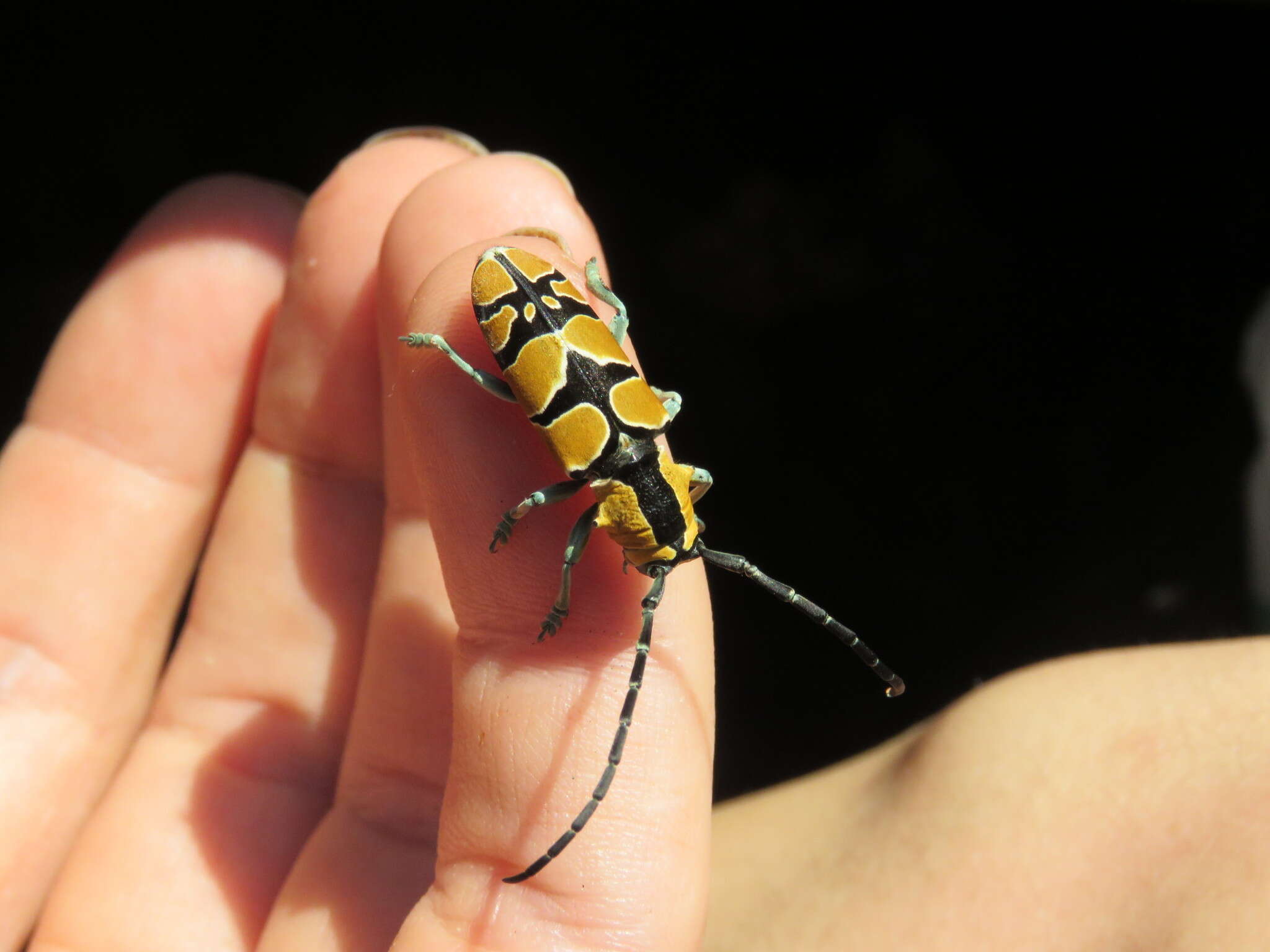 Image of Tragocephala frenata Gerstaecker 1855