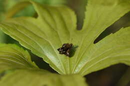 Image of Taractrocera ardonia Hewitson 1868