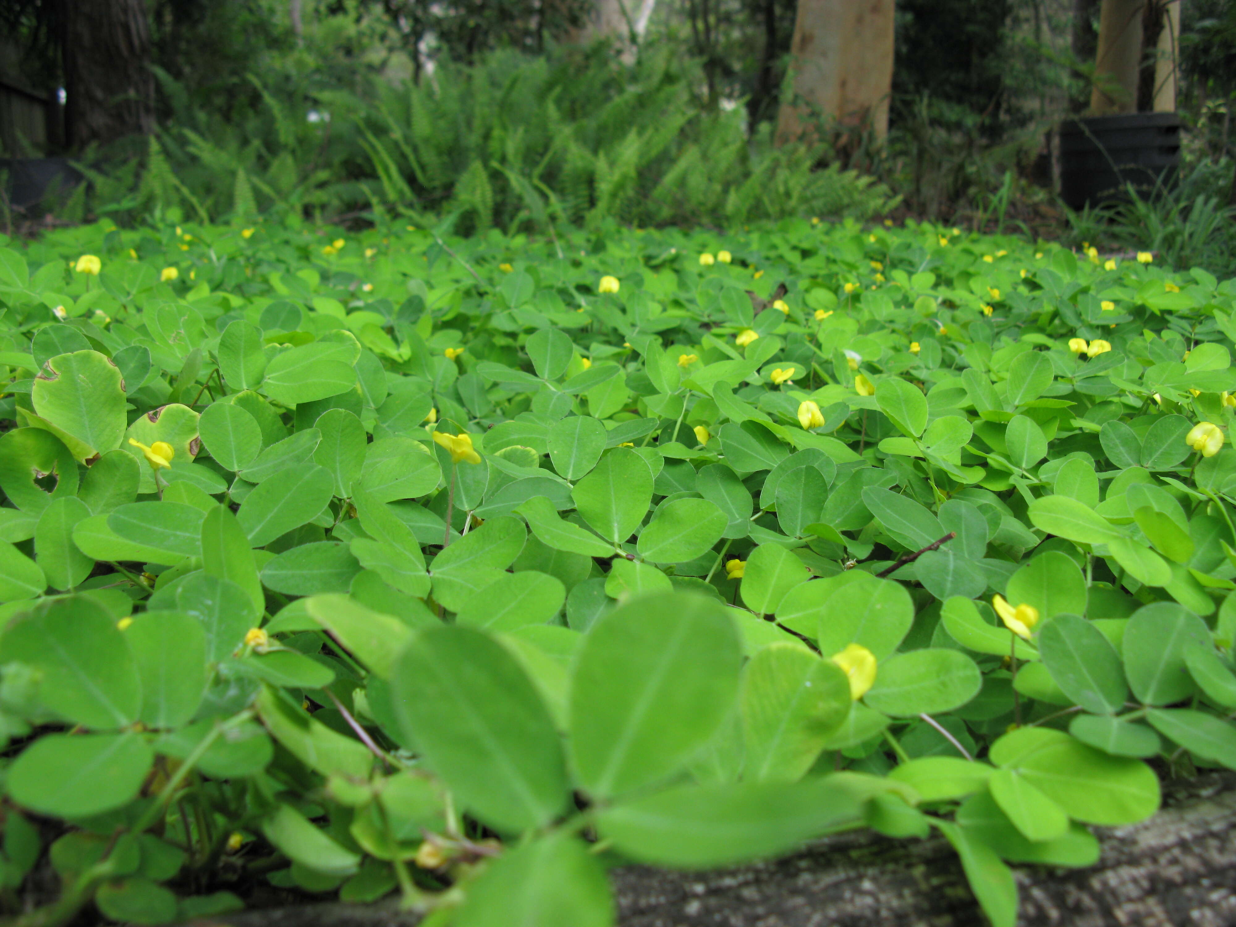 Plancia ëd Arachis pintoi Krapov. & W. C. Greg.