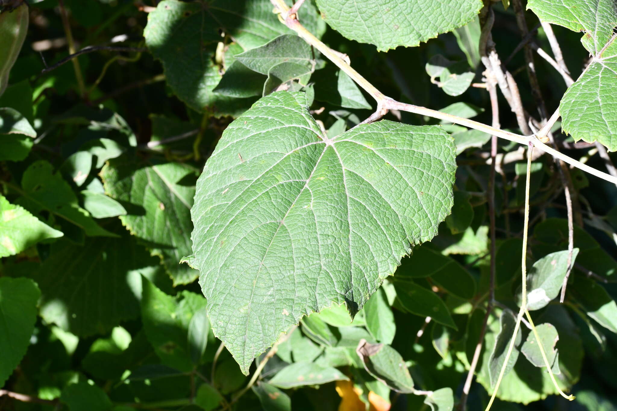 Image of West Indian grape