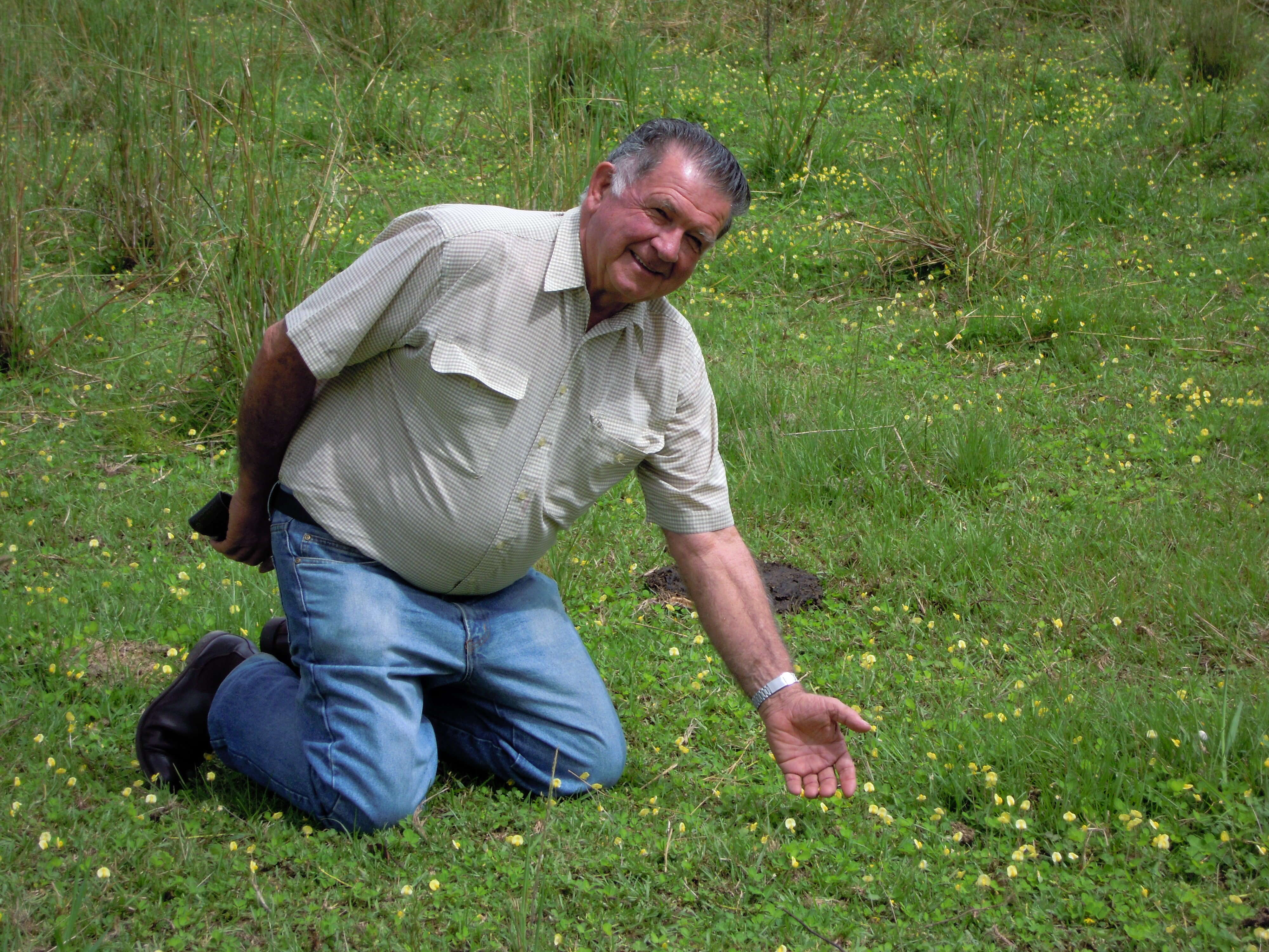 Plancia ëd Arachis pintoi Krapov. & W. C. Greg.