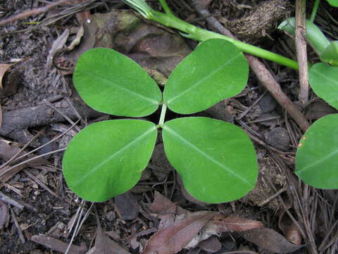 Plancia ëd Arachis pintoi Krapov. & W. C. Greg.