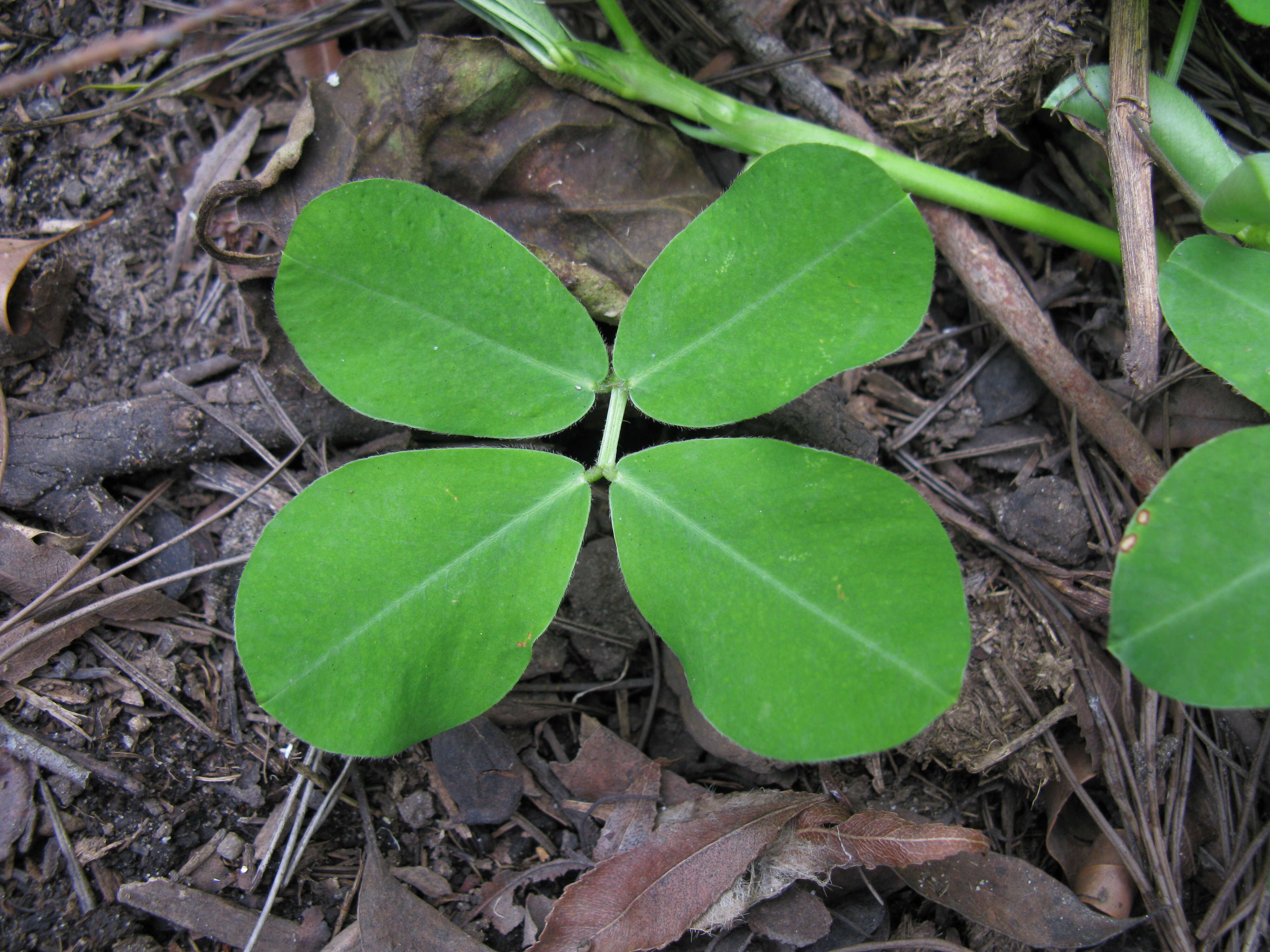 Plancia ëd Arachis pintoi Krapov. & W. C. Greg.