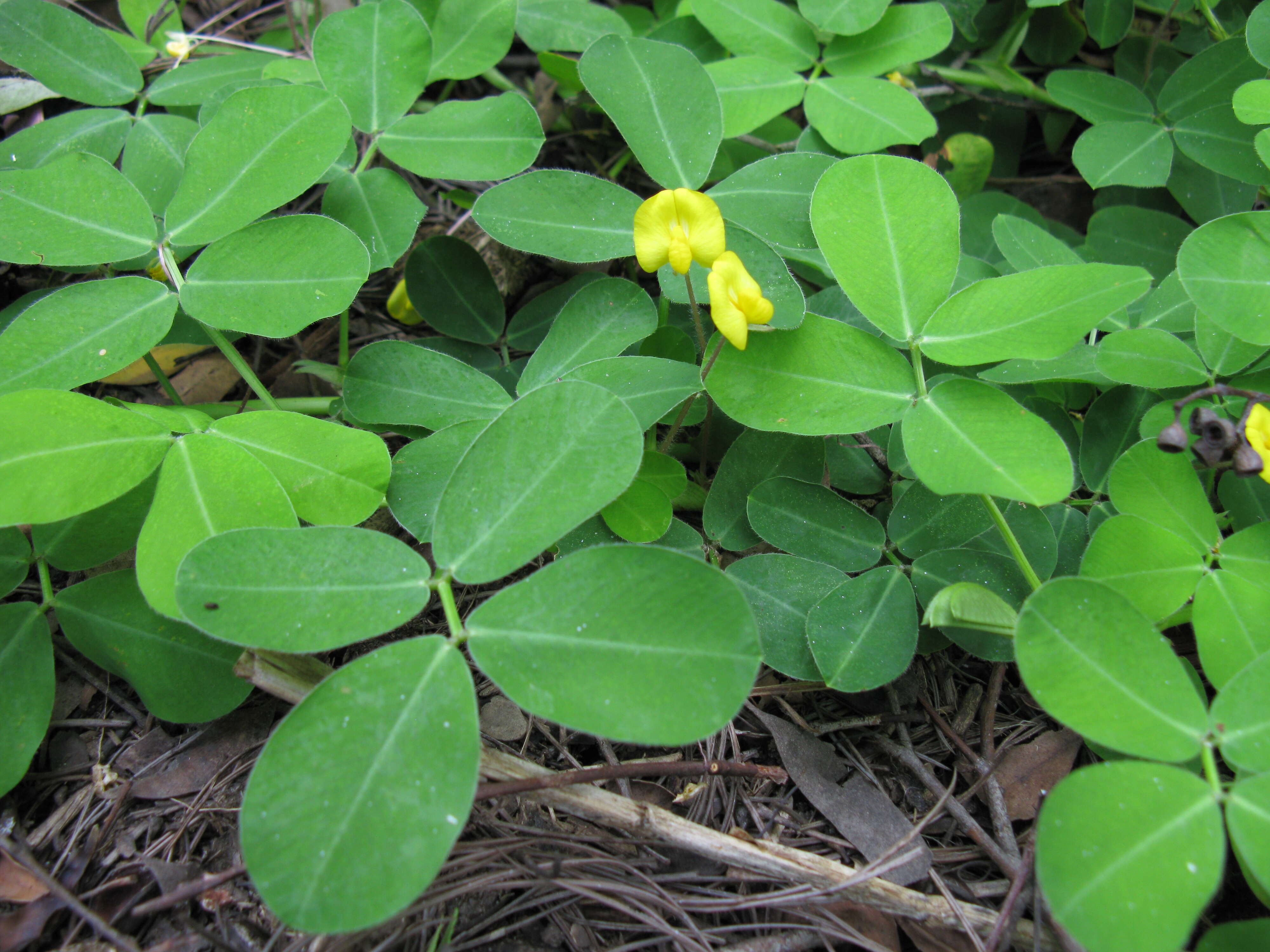 Plancia ëd Arachis pintoi Krapov. & W. C. Greg.