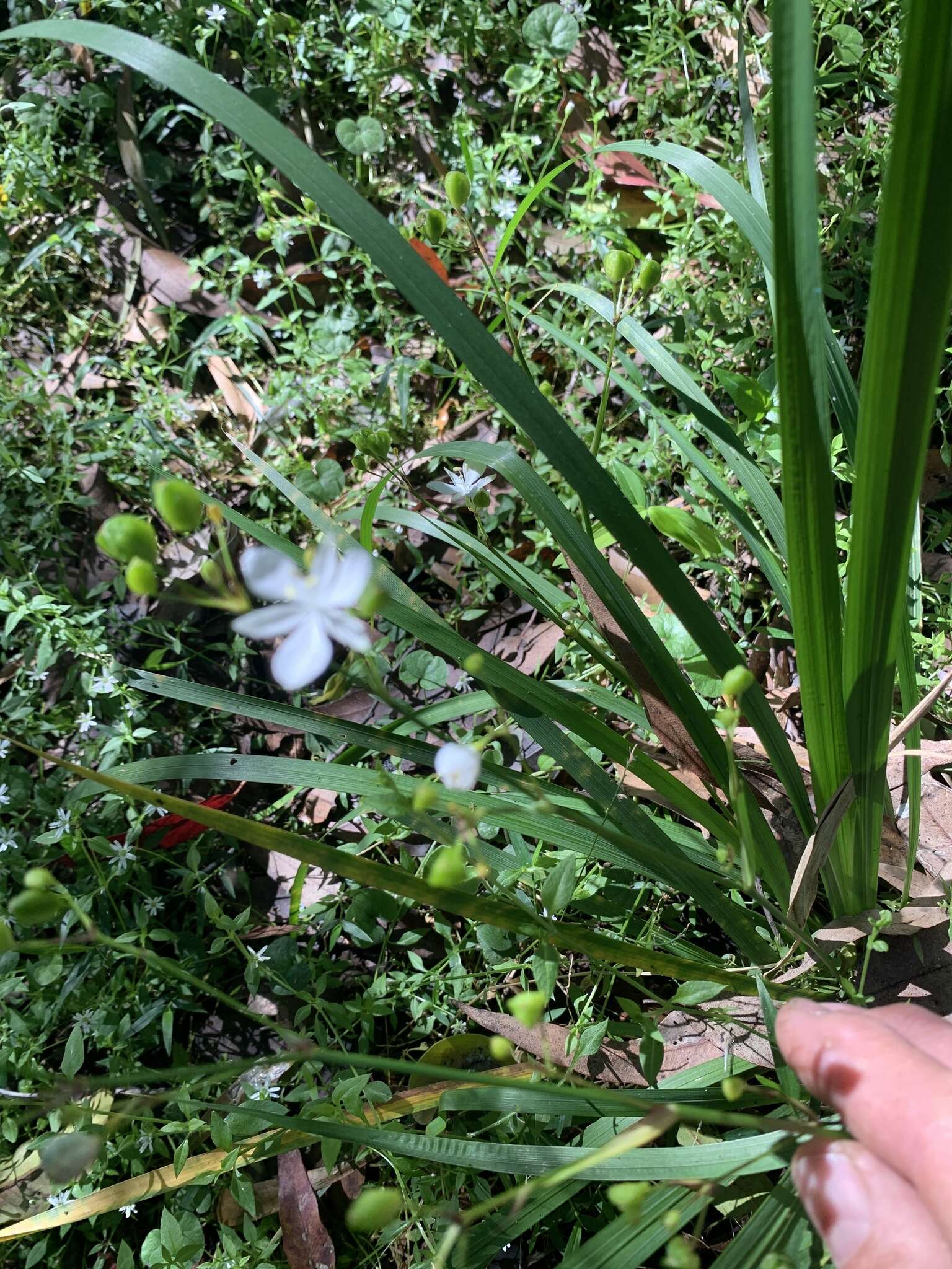 Image de Libertia paniculata (R. Br.) Spreng.