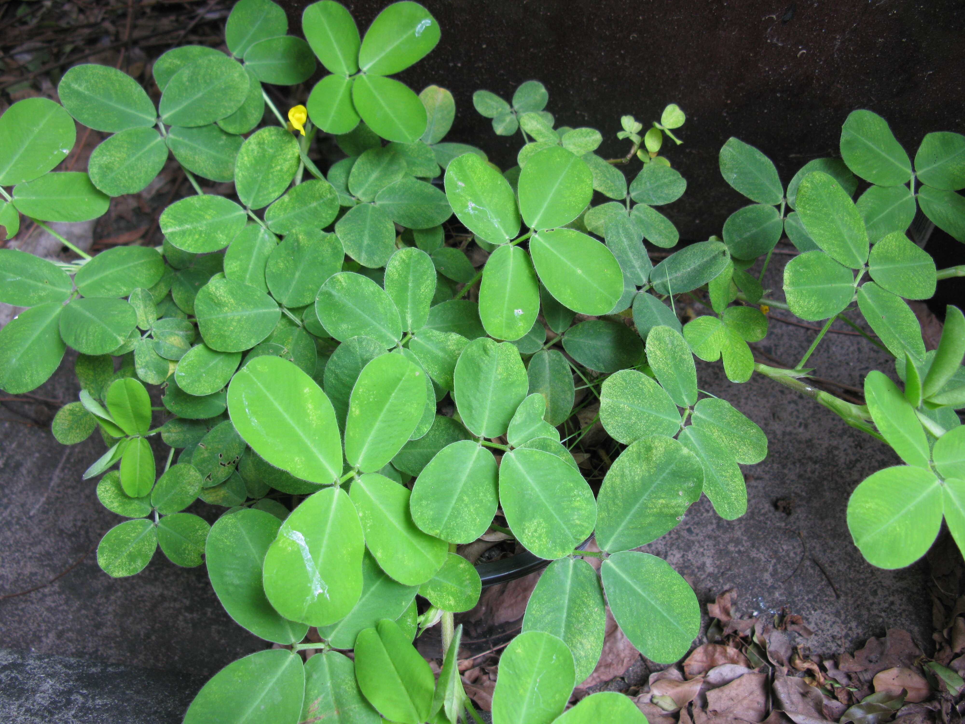 Image of pinto peanut