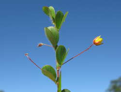 Image of roundleaf sensitive pea