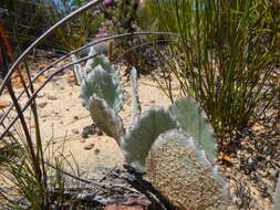 Image de Arctotis angustifolia L.