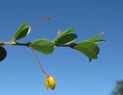 Image of roundleaf sensitive pea