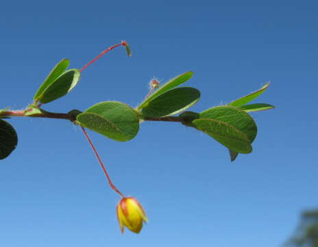 Imagem de Chamaecrista rotundifolia (Pers.) Greene