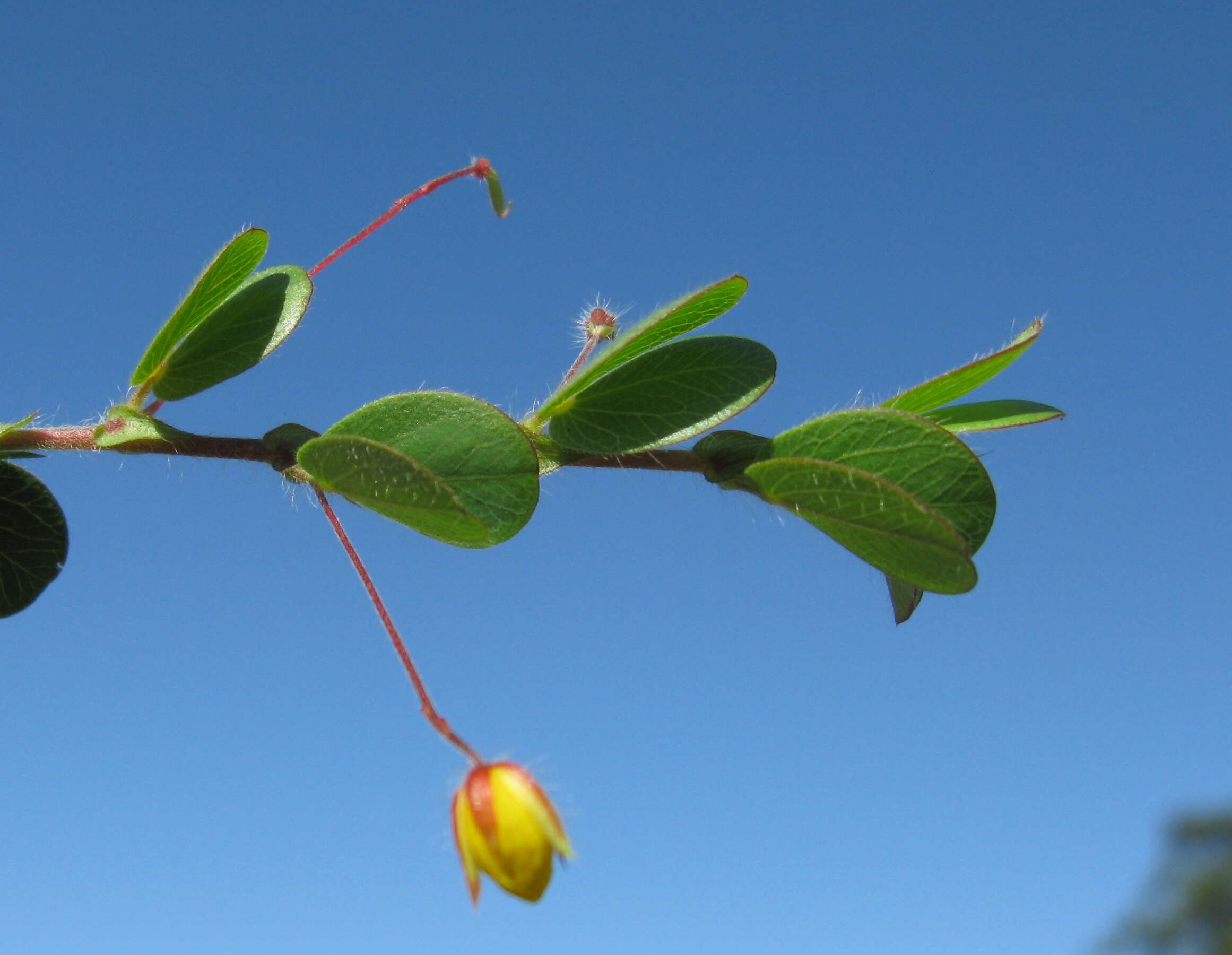 Image of roundleaf sensitive pea