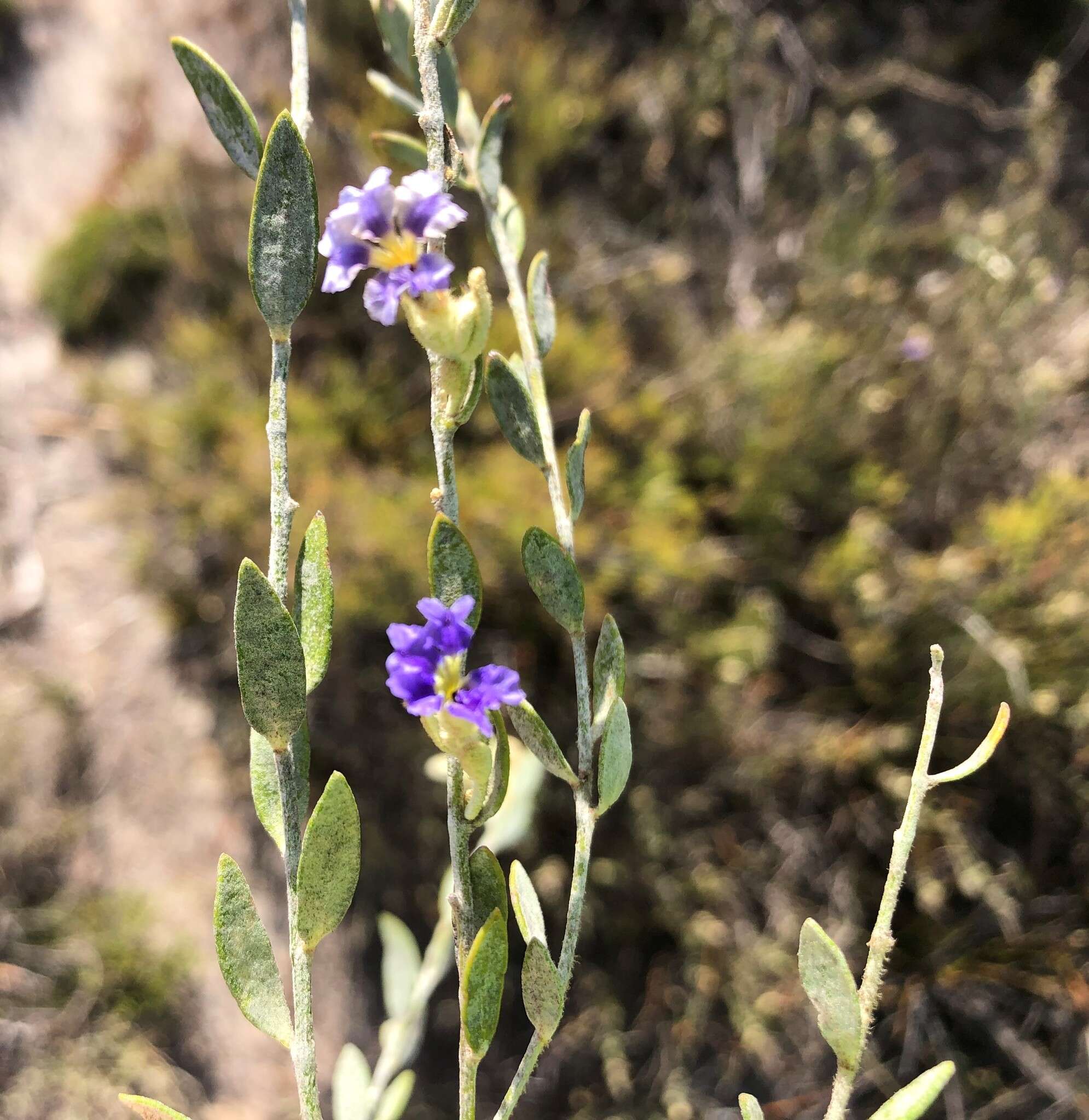 Image of Dampiera lanceolata A. Cunn. ex DC.