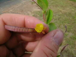 Image of roundleaf sensitive pea